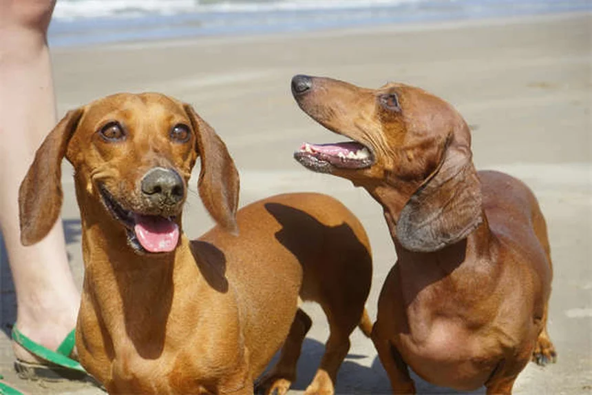 Gene MDR1 em Cães: Tudo o que Você Precisa Saber