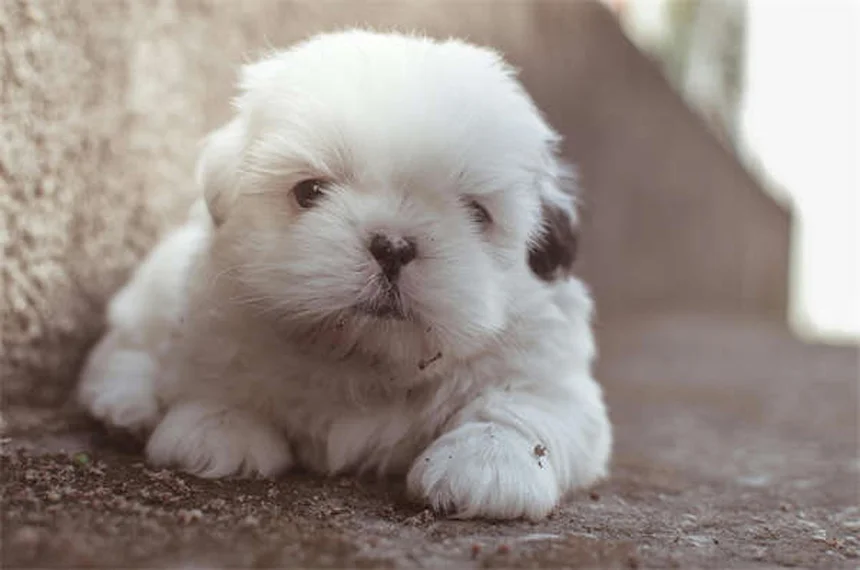 Gene MDR1 em Cães: Tudo o que Você Precisa Saber
