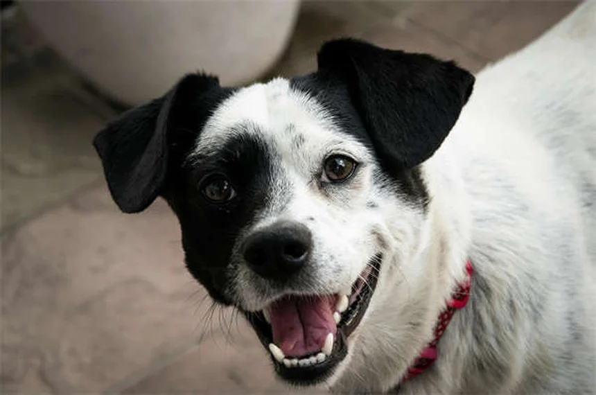 Como impedir cães de cavar: 6 soluções práticas que funcionam