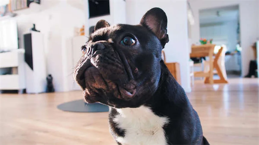 Cães podem comer mel? Descubra os benefícios e riscos para seu pet