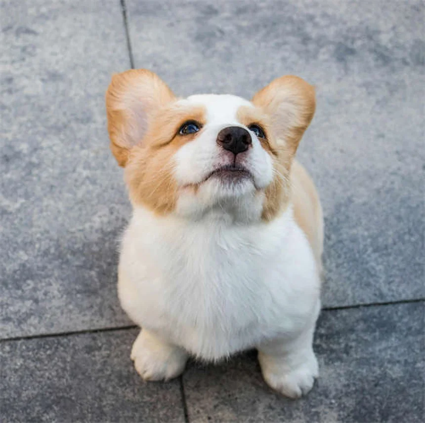 Cães podem comer mel? Descubra os benefícios e riscos para seu pet