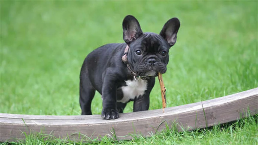 Cães podem comer mel? Descubra os benefícios e riscos para seu pet