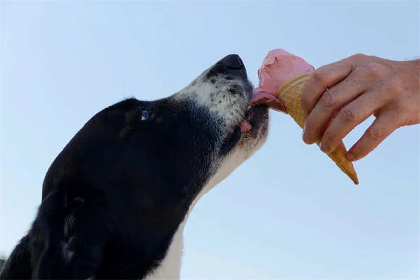 Popcorning em Chinchilas e Porquinhos-da-índia: O Guia Completo
