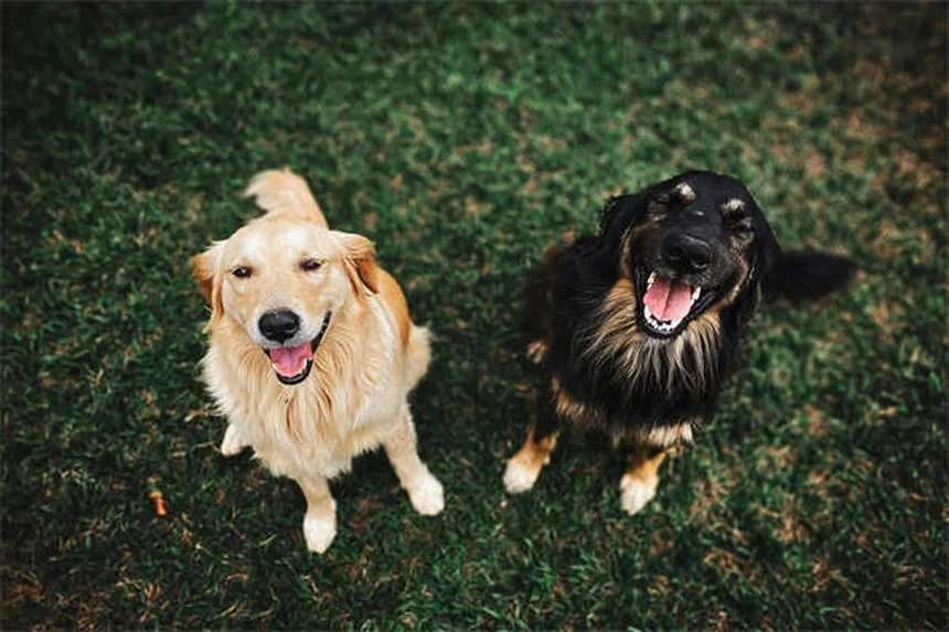 Tetraciclina para Cães: Tudo o que Você Precisa Saber