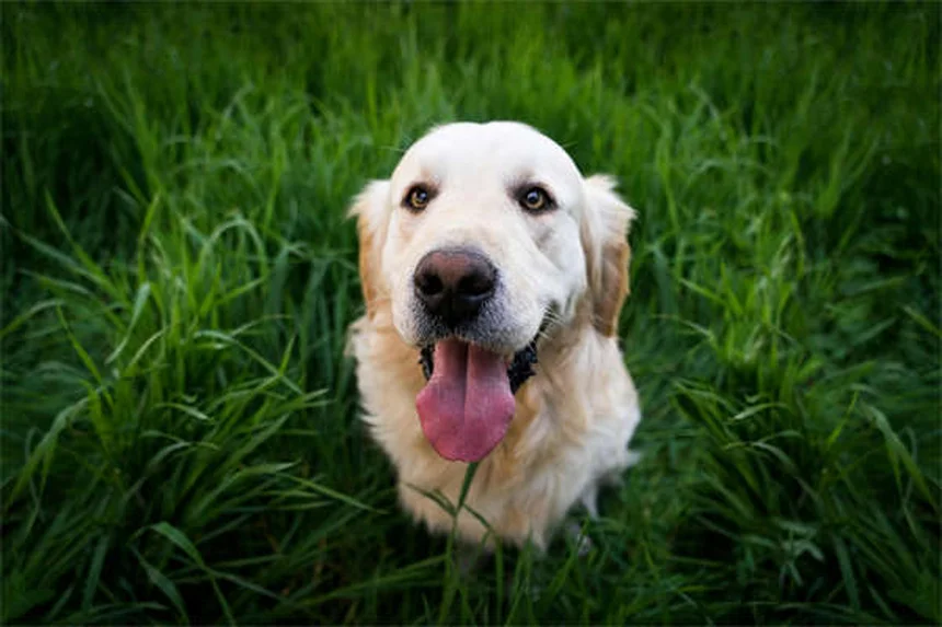 Armas e Pets: 5 Regras de Ouro para Segurança em Casa