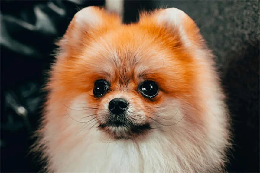 Exame de câncer em cães: como detectar precocemente e salvar vidas