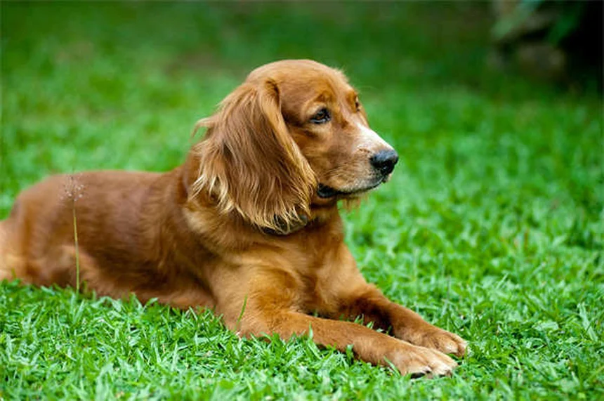 Como passear com furão de coleira: guia completo para donos de pets