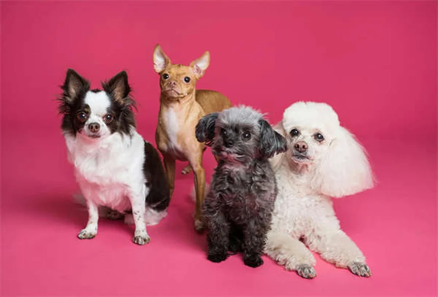 Lorazepam para cães: como usar com segurança e eficácia