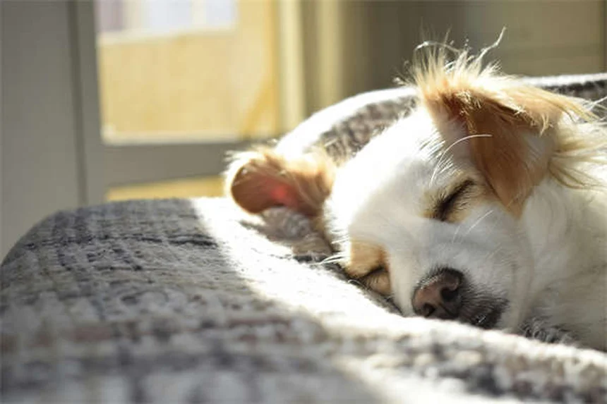 Cães solitários: 7 verdades que todo dono precisa saber