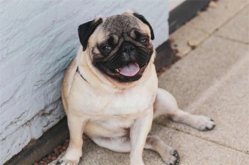Cães solitários: 7 verdades que todo dono precisa saber
