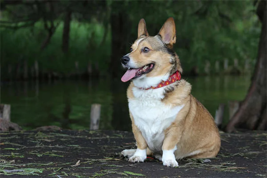 Por que cachorros destroem papel? Descubra os motivos e soluções!