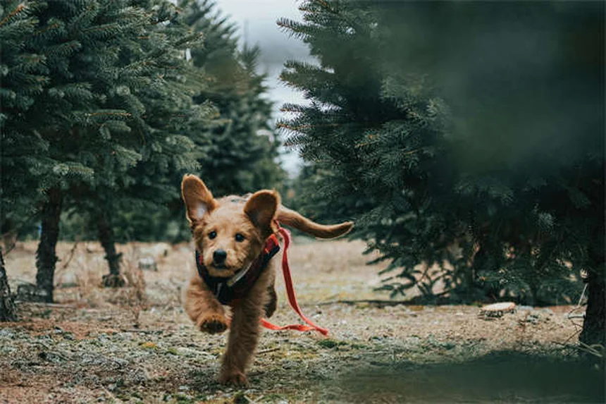 Meu cachorro está mancando: causas e o que fazer agora