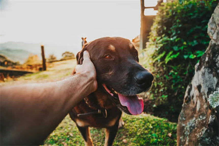 Cão Fazendo Cocô com Sangue? Saiba o Que Fazer Agora!