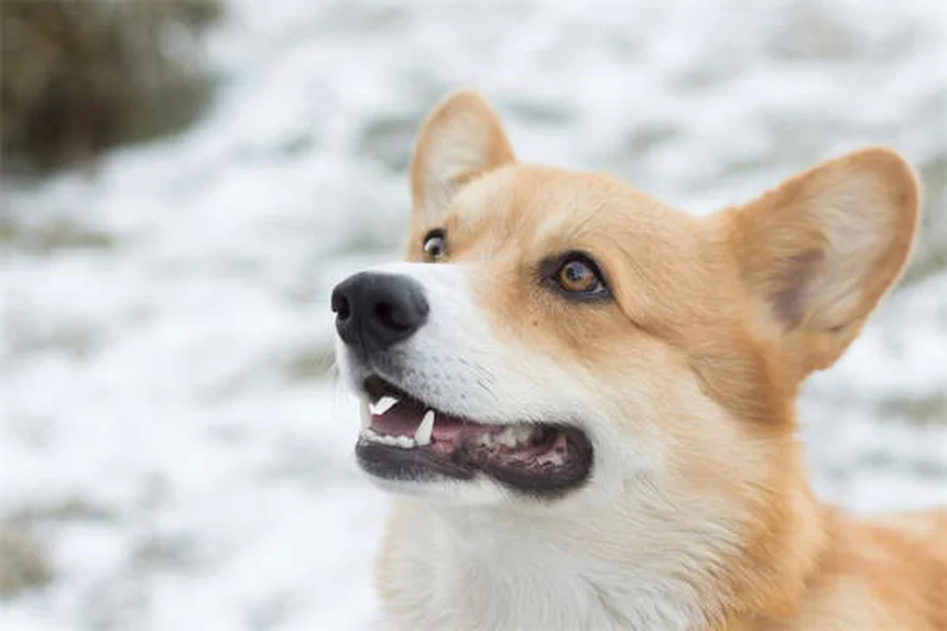 Cristais na urina de cães: quando se preocupar e como tratar
