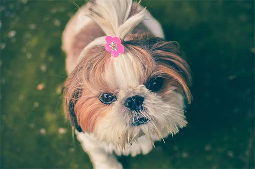 Ciproheptadina para Cães e Gatos: Tudo o que Precisa Saber