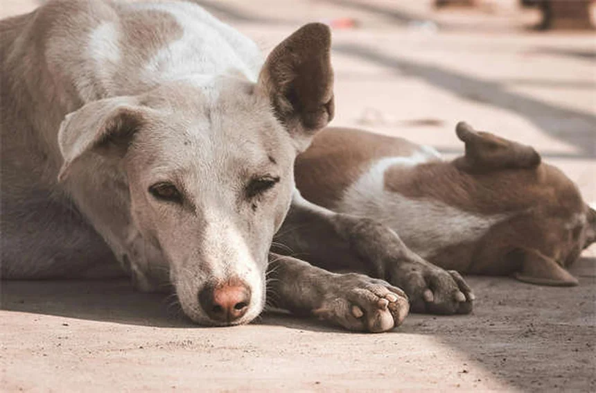 Cães podem ter transtorno bipolar? Descubra a verdade sobre o humor canino!