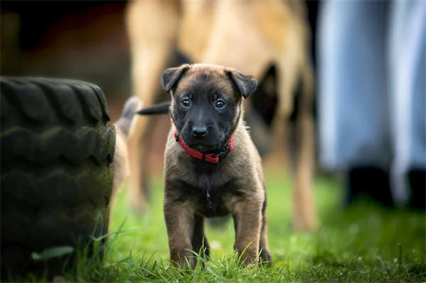 Por que cachorros rolam em cocô? Descubra os motivos e como evitar!
