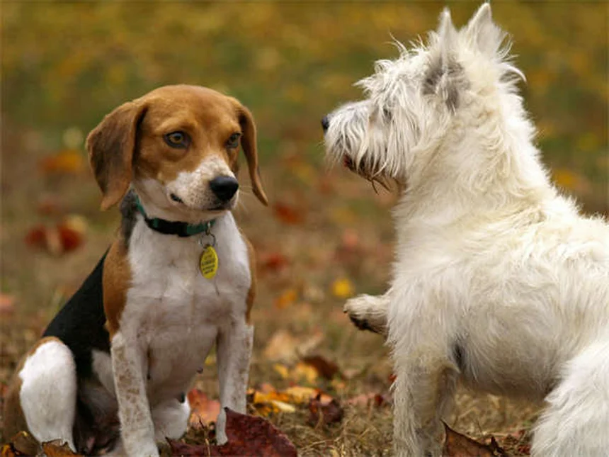 Castração de Cães: Tudo Que Você Precisa Saber em 2024