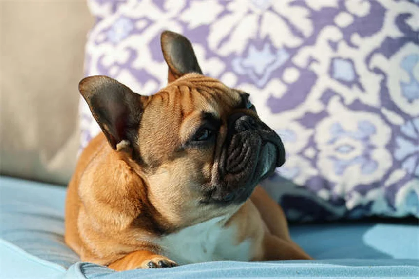Remédios Caseiros para Cães: Soluções Seguras Aprovadas por Veterinários