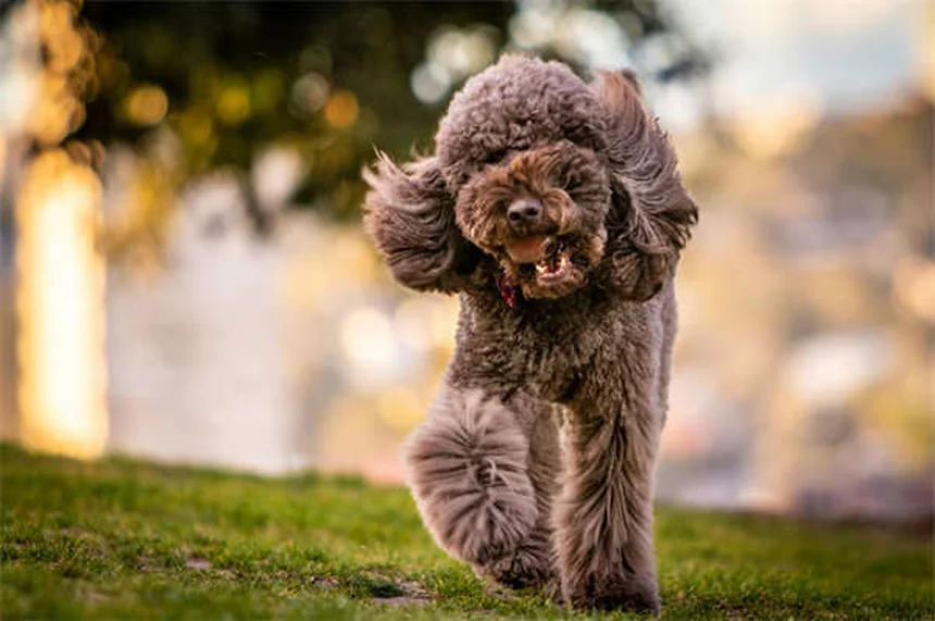 5 exercícios de alongamento para cães idosos que vão revolucionar a mobilidade do seu pet