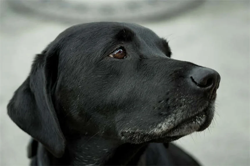 O que as posições de sono do seu cão revelam sobre ele?