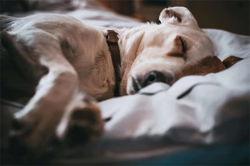 Por que os gatos adoram caçar insetos? Descubra os segredos felinos!