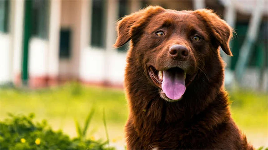 Como remover carrapatos do seu gato em 5 passos simples