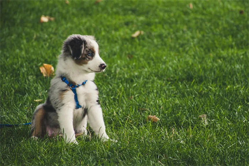Como impedir cães de cavar: 6 soluções práticas que funcionam