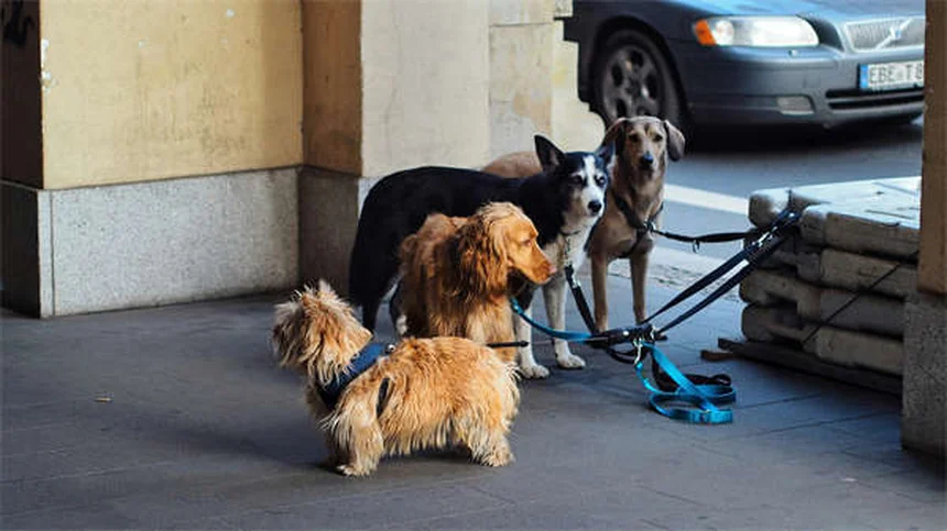Vacinas Essenciais para Gatos: Guia Completo para Donos Responsáveis