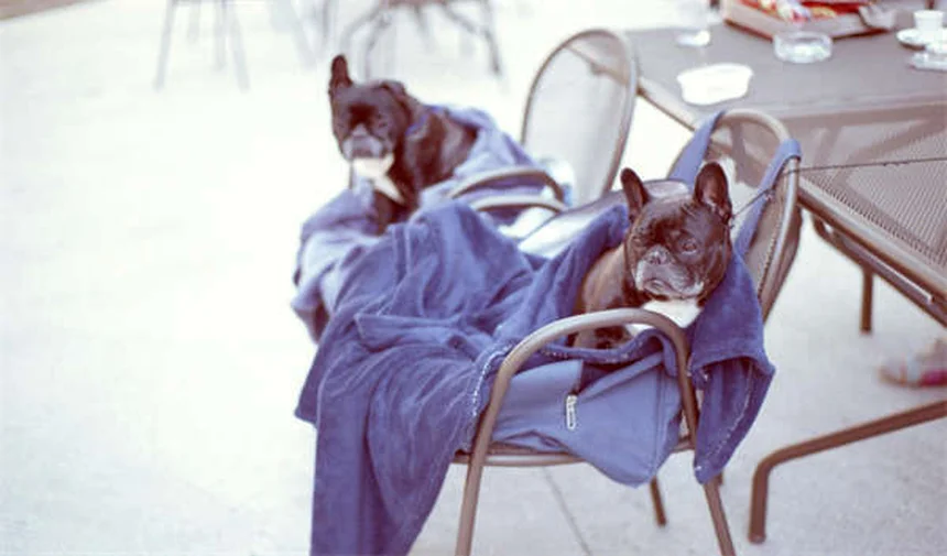 Dieta renal para cães: 5 dicas essenciais para cuidar do seu pet