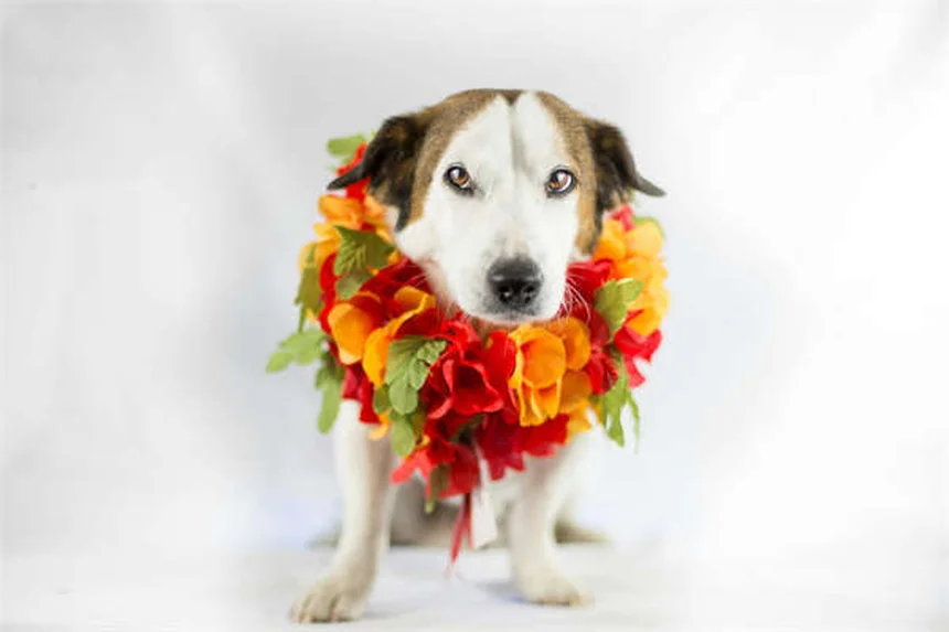 Cores das Gengivas do Cão: O Que Cada Tom Revela Sobre a Saúde do Seu Pet