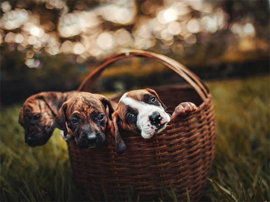 Melhores raças de cães para donos de primeira viagem em 2024