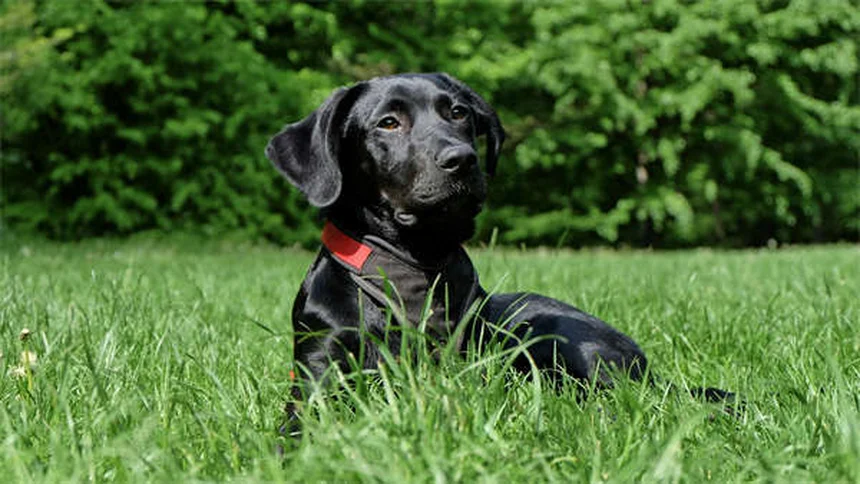 9 Sinais de Ciúmes em Pets: Como Identificar e Resolver