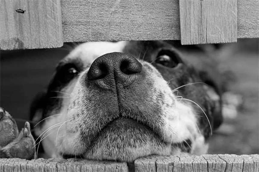 9 Sinais de Ciúmes em Pets: Como Identificar e Resolver