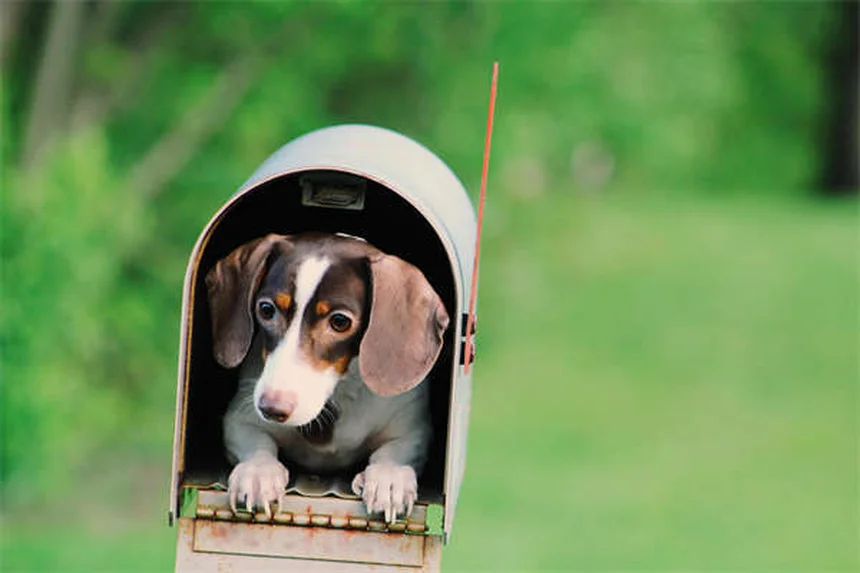 Cães podem ter melhores amigos? Descubra os sinais!