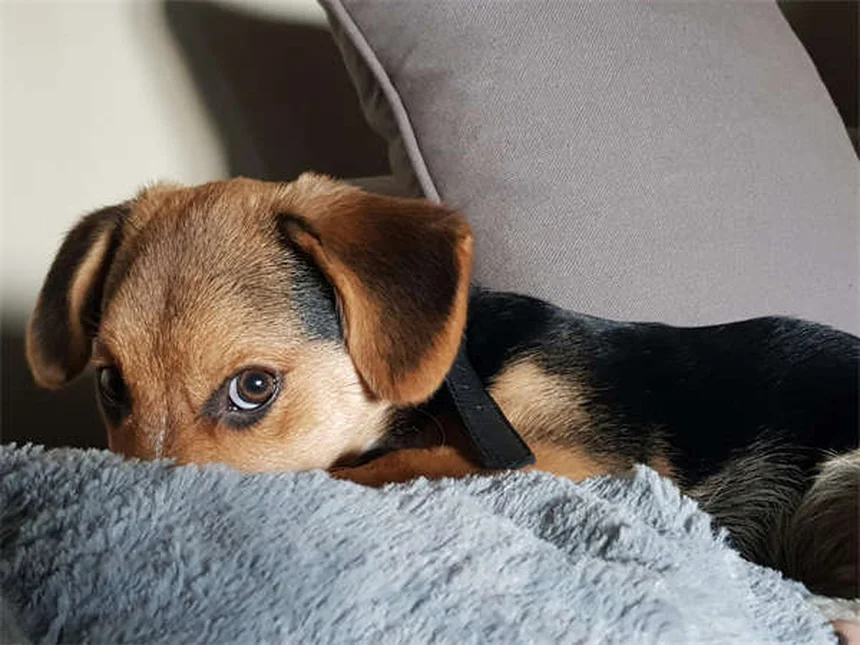 Cães podem ter melhores amigos? Descubra os sinais!